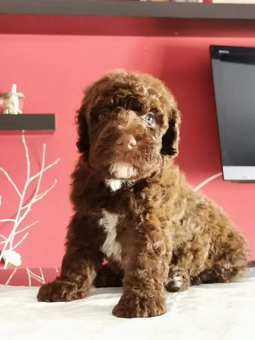 Anfetaminas para adelgazar venta de perros